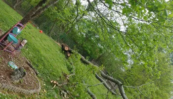 Tree Removal for M&L Lumber and Excavating in Jonesborough, TN