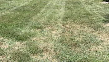 Tree Trimming for Wright Lawn Services in Ozark, MO