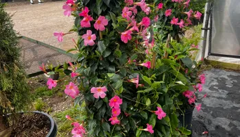 Commercial Maintenance/Installs for Urban Lawn & Landscape in Oklahoma City, OK