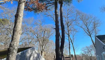 Tree Removal for Native Roots Tree Service in Falmouth, MA