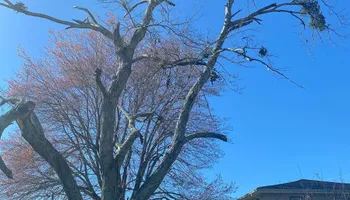 Tree Removal for Revival Tree Management in Chattanooga, TN