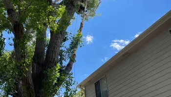 Tree Removal for Graham’s Tree Services in Pierce, CO