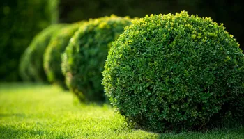Tree Removal for Stockwell Tree & Debris Removal llc in Greer, SC