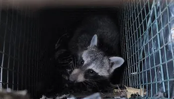 Residential Wildlife Control for Topper's Wildlife Removal in Garland, TX