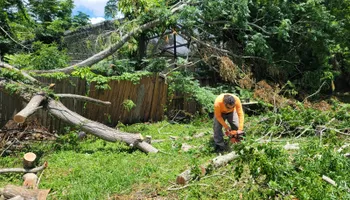Tree Trimming for Highlife Tree Care And Landscaping in Altamonte Springs, FL