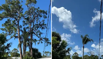 Tree Removal for Lemon Bay Tree Service  in Englewood, FL