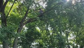 Tree Removal for Hunnicutt’s Tree Service L.L.C. in Monticello, IN