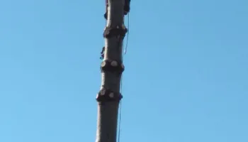 Tree Removal for Merriman's Tree Service in Nineveh,  IN