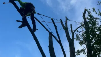 Tree Removal for Precision Cutz Tree Services, LLC in Coeburn, VA