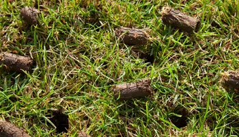 Lawn Maintenance for Gavin's Lawn Maintenance in Derby, KS