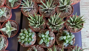 Plant Sales for S&R Landscaping and Nursery in Charlotte, NC