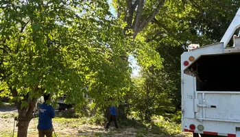 Tree Removal for Optimum Tree Service And Landscaping in Bowling Green, KY