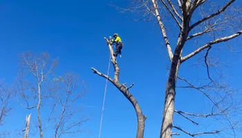 Tree Removal for MTJ Tree Removal LLC in Zebulon, NC