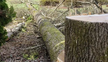 Landscaping for Escobar Landscape & Irrigation in Wilsonvile, OR