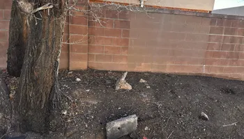 Residential Lawn Maintenance for 2 Brothers Landscaping in Albuquerque, NM