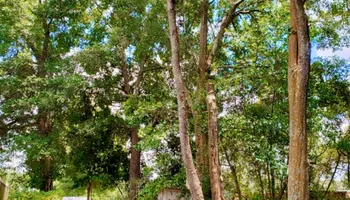 Tree Removal for The Third Day Land Management Company  in Tampa,  FL