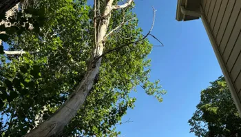 Tree Removal for Graham’s Tree Services in Pierce, CO
