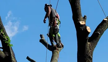 Tree Removal for DGD Outdoor Services LLC in Howell, MI