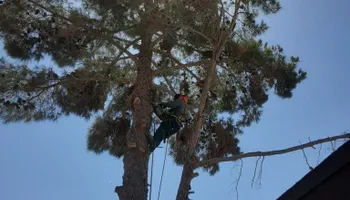 Fall and Spring Clean Up for Oliver L. Palm & Tree services in Yuma, AZ