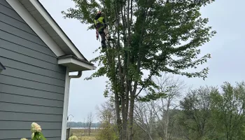 Tree Removal for Allstate Tree Service and Crane in Minneapolis, MN