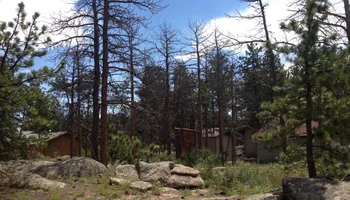 Tree Risk Consultation for Beetle Busters LLC in Centennial, CO