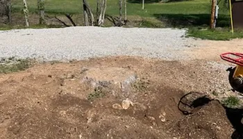 Tree Removal for Dale's Tree Service in Springdale, AR