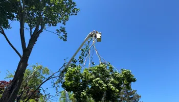 Tree Removal for Hennessey Tree & Landscape LLC in Oxford,  CT 