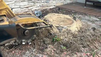 Stump Grinding for Busy Beaver Stump Removal, Inc in Clearwater, FL