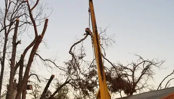 Tree Removal for Spruce Creek Tree Service in Port Orange, FL
