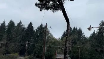 Tree Removal for Ascension Tree Care LLC in Yakima County, WA