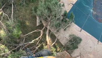 Tree Service for Stone's Tree Services and Landscaping in Midland, TX