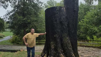 Tree Removal for Smith Tree Experts in Palmyra, VA