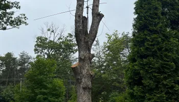 Tree Removal for Etherton’s Tree Service in Quinton, NJ