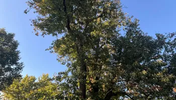 Tree Removal for SEALY TREE and LAWN in Cleveland, TN
