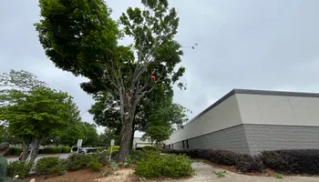 Tree Removal for J&M Stump Grinders LLC in Douglasville, GA
