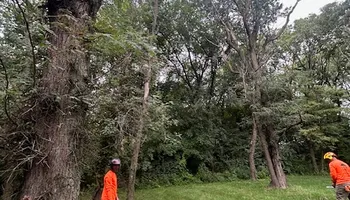 Tree Removal for Cross Family Tree Service in Kearney, MO