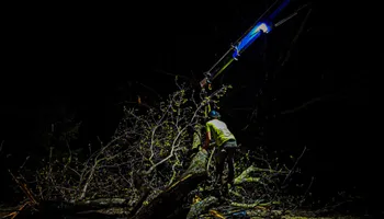 Tree Removal for Down To Earth Tree Service in Red Wing,  Minnesota