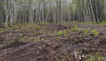 Land Clearing for Northern Summit Landworks in Little Falls, MN