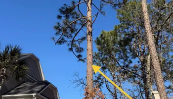 Tree Removal for Tucker's Tree Service and Stump Grinding in Lugoff, SC