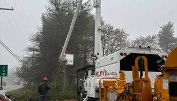 Tree Removal for Melnyk’s Tree Service in Salem County, NJ