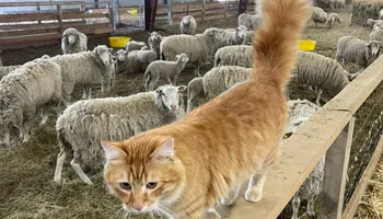 Plumbing Remodels for Mr. Pipe Dreams LLC in Colorado Springs, CO