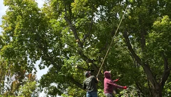 Tree Removal for Stump Removal & Daughter in Aurora, CO