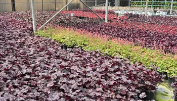 Mulch Installation for Blue Cardinal Outdoor Living Construction in Kokomo, IN