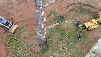 Tree Removal for Lance Tree Service in Tellico Plains ,  TN