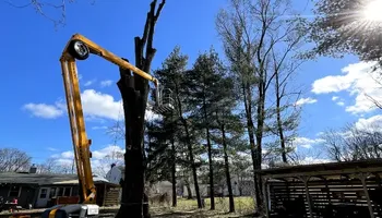 Tree Removal for Huntsville Tree Service in Huntsville, AL