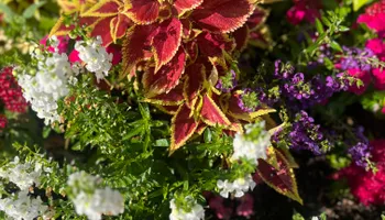 Commercial Maintenance/Installs for Urban Lawn & Landscape in Oklahoma City, OK