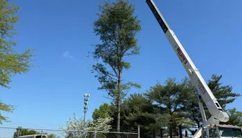 Tree Removal for Melnyk’s Tree Service in Salem County, NJ