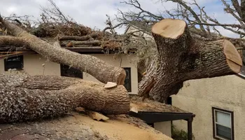 Tree Removal for Spruce Creek Tree Service in Port Orange, FL