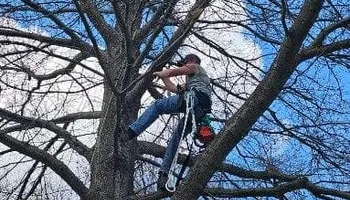 Tree Removal for Fowler's Tree Service LLC. in New Albany, PA