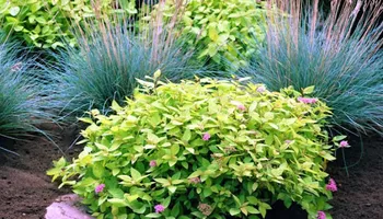 Lawn Maintenance for Gridiron Green Lawn Care in Murfreesboro, TN